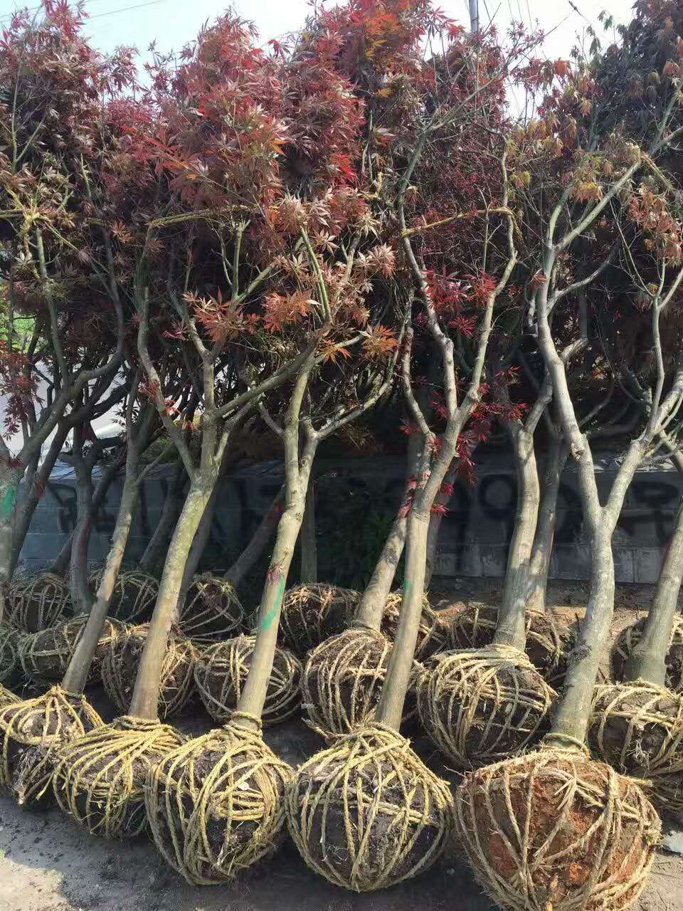 3美國紅楓-1